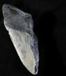 Partial Megalodon Tooth - North Carolina #28513-1